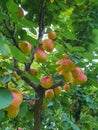 Ripe apricots in tree in garden in summer