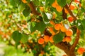 Ripe apricots on a tree in orchard Royalty Free Stock Photo