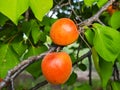 Ripe apricots on the tree. (Prunus armeniaca) Royalty Free Stock Photo