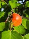 Ripe apricots on the tree. (Prunus armeniaca) Royalty Free Stock Photo