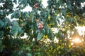 ripe apricots on tree. summer garden