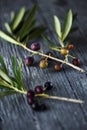 Ripe arbequina olives from Catalonia, Spain Royalty Free Stock Photo