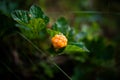 Ripe arctic cloudberry on Finnish swamp