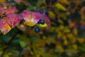 Ripe aronia berries on a bush in autumn colors
