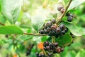 Ripe aronia berry fruit on the branch