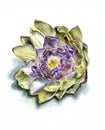 Ripe artichoke flower front Royalty Free Stock Photo