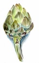 Ripe artichoke flower Royalty Free Stock Photo