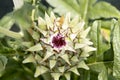 Ripe artichoke flower plant about to bloom Royalty Free Stock Photo