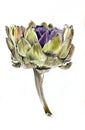Ripe artichoke flower Royalty Free Stock Photo