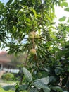 Ripe mangoes on the tree Royalty Free Stock Photo