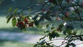 Ripe ashberry hanging branches autumn park close up. Rowan tree on sunlight. Royalty Free Stock Photo