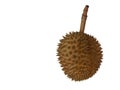 Ripe Asian Durian fruit