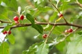 Ripe Autumn Olive Berries (Elaeagnus Umbellata) Royalty Free Stock Photo