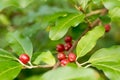 Ripe Autumn Olive Berries (Elaeagnus Umbellata)