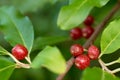 Ripe Autumn Olive Berries (Elaeagnus Umbellata)