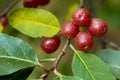 Ripe Autumn Olive Berries (Elaeagnus Umbellata)