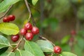 Ripe Autumn Olive Berries (Elaeagnus Umbellata)