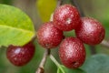 Ripe Autumn Olive Berries (Elaeagnus Umbellata) Royalty Free Stock Photo