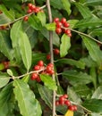 Ripe Autumn Olive Berries (Elaeagnus Umbellata) Royalty Free Stock Photo