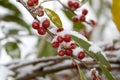 Ripe Autumn Olive Berries Elaeagnus Umbellata are under snow