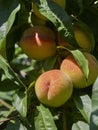 Autumn peaches ripening in a tree in the sunshine, turning red rose coloured
