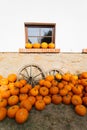 Ripe autumn pumpkins on the farm