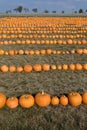 Ripe autumn pumpkins on the farm Royalty Free Stock Photo