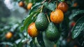 Ripe avocado fruits