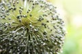 Ripe ball shaped flower stall with seeds from a leek plant, close up shot, copy space, selected focus, narrow depth of field Royalty Free Stock Photo