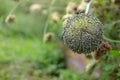 Ripe ball shaped flower stall with seeds from a leek plant, copy space, selected focus, narrow depth of field Royalty Free Stock Photo