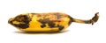 Ripe banana bited by insect