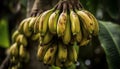 Ripe banana bunch hanging from green tree in tropical climate generated by AI