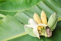 Ripe bananas Royalty Free Stock Photo