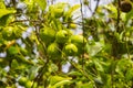 Ripe bananas on the branches of a banana tree Royalty Free Stock Photo