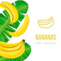 Ripe Bananas and palm leaves with text 100 percent natural. Vertical stripe label. free space. Royalty Free Stock Photo
