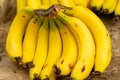 Ripe bananas for sale at the city farmers market Royalty Free Stock Photo