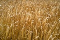 Ripe barley, background