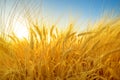 Ripe barley ears in a field, wide angle closeup