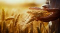 Ripe barley in the field on a hot summer day, Farmer touching his crop with hand in a golden wheat field. Harvesting, organic