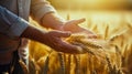 Ripe barley in the field on a hot summer day, Farmer touching his crop with hand in a golden wheat field. Harvesting, organic