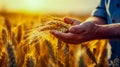 Ripe barley in the field on a hot summer day, Farmer touching his crop with hand in a golden wheat field. Harvesting, organic