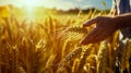 Ripe barley in the field on a hot summer day, Farmer touching his crop with hand in a golden wheat field. Harvesting, organic