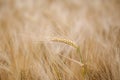 Ripe barley field Royalty Free Stock Photo