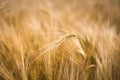 Ripe barley (lat. Hordeum) Royalty Free Stock Photo