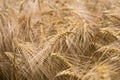 Ripe barley (lat. Hordeum) Royalty Free Stock Photo