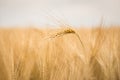 Ripe barley (lat. Hordeum) Royalty Free Stock Photo