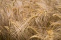 Ripe barley (lat. Hordeum) Royalty Free Stock Photo