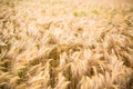 Ripe barley (lat. Hordeum) Royalty Free Stock Photo