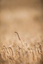 Ripe barley (lat. Hordeum) on a field lit