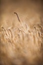 Ripe barley lat. Hordeum on a field